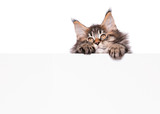 Fototapeta Koty - Maine Coon kitten holding sign or banner. Funny pet cat showing placard with space for text. Beautiful domestic kitty with blank board, isolated on white background.