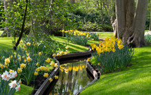 Daffodil And Narcissi Next To The Water, Lisse, South Holland, Netherlands