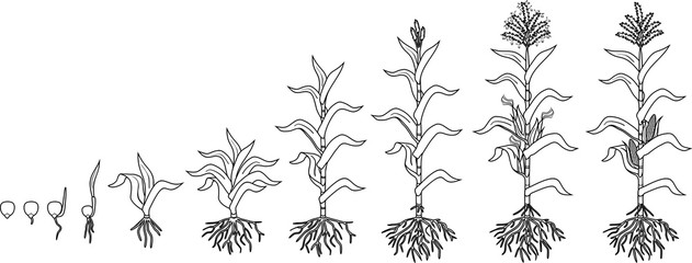 Wall Mural - Coloring page with life cycle of corn (maize) plant. Growth stages from seeding to flowering and fruiting plant isolated on white background