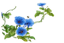 Watercolor With A Flowering Branch Ipomoea. Beautiful Blue Flowers Of Morning Glory, Bees Are Fly Near. Illustration Executed In Traditional сhinese Style, Isolated On White Background.