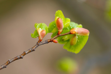 young leaves of oak, close up