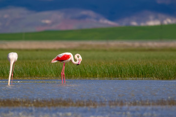 Nature and birds. Bird: Greater Flamingo. Phoenicopterus roseus. Green blue nature background.