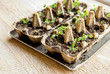 © FotoHelin - Small plats growing in carton chicken egg box in black soil. Break off the biodegradable paper cup and plant in soil outdoors. Reuse concept.