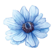Vector Blue Anemone In Watercolor Style Isolated On White Background. Cutout Flower For Background, Texture, Pattern.