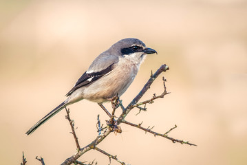 southern grey shrike lanius excubitor