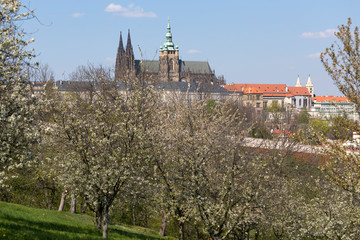 Spring Prague City with gothic Castle and the green Nature and flowering Trees, Czech Republic