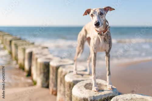 Cuadros en Lienzo hübsche, neugierige Whippet Hündin / Windhund am Strand