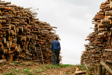 Worker chooses a log. Felled trees stacked. Preparation of building materials.