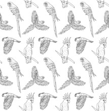 Vector Seamless Pattern Of Black Ink Line Hand Drawn Parrot Flying And Sitting Isolated On White Background 