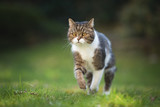 Fototapeta Mapy - portrait of a tabby british shorthair cat jumping over the lawn in the back yard