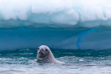 Leopard Seal In The Antarctic Peninsula