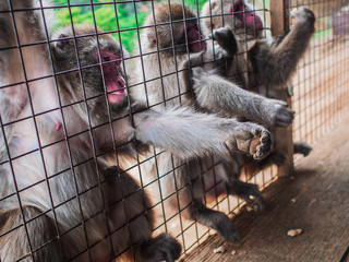 Macaque with hands for food Japan