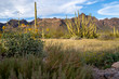 © MelissaMN - Organ Pipe Cactus National Monument - with scrub grasses, wildflowers, and saguaros
