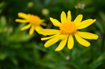 yellow flower