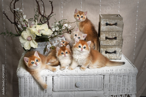 Kittens Breed British Shorthair With Green Eyes Five Kittens