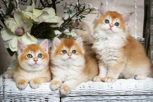 Kittens breed British shorthair with 