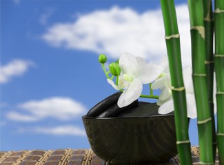 Poster - Many bamboo stalks on white background