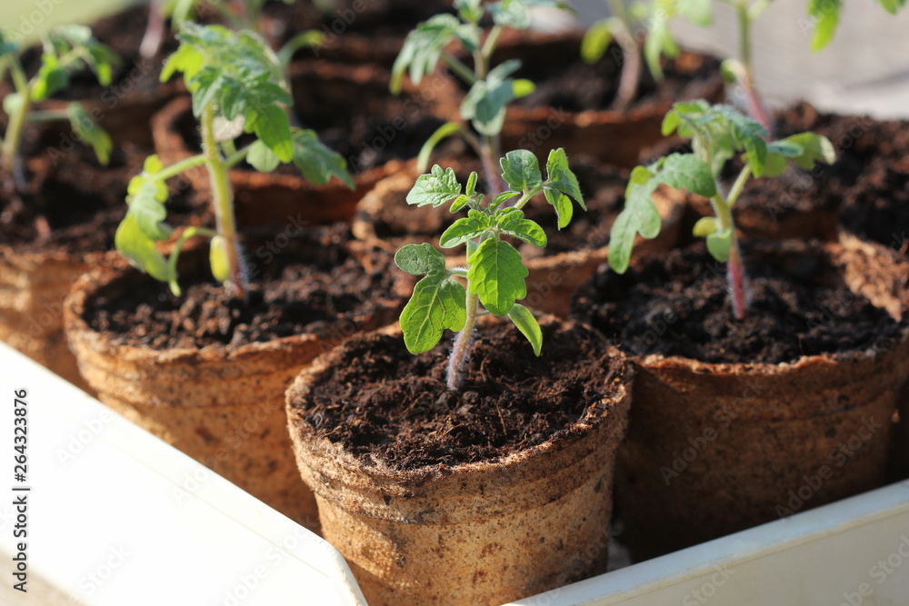 Young tomato seedling sprouts in the peat pots. Gardening concept. - obrazy, fototapety, plakaty 