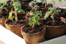 Young Tomato Seedling Sprouts In The Peat Pots. Gardening Concept.