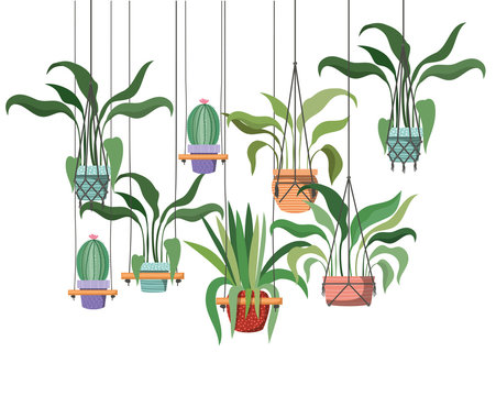 houseplants on macrame hangers icon