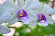Dieses einzigartige Foto zeigt eine purpurrote weiße Orchidee im Garten in Hua Hin Thailand