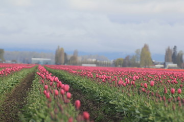 Tulips