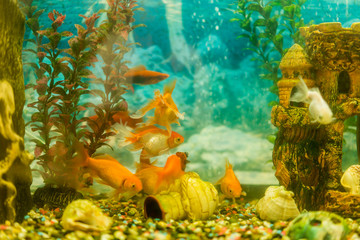 Wall Mural - Multicolored fish in the aquarium. Goldfish in freshwater aquarium with green beautiful planted tropical. fish in freshwater aquarium with green beautiful planted tropical. toned