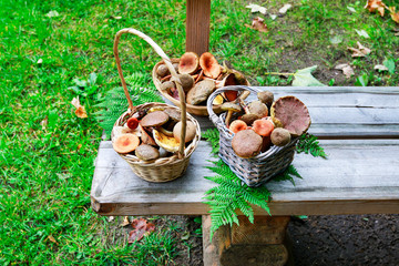 Canvas Print - Be careful while mushroom picking - idea. Edible and poisonous mushroom mixed together.