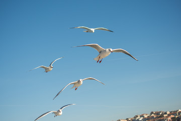 Seagull flying in blue a sky