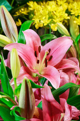 Wall Mural - Pink lilies in the garden.