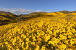 Hillside Daisy blooming over the hills of Carrizo Plain National Monument, CA