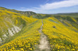Hillside Daisy blooming in Temblor Range,  Carrizo Plain National Monument, CA