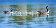 Canada Goose Family Swimming In Blue Water
