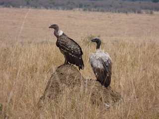 Poster - Maasai Mara, Kenia, safari