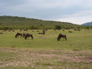 Poster - Maasai Mara, Kenia, safari