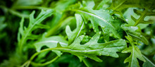 Fesh Roquette/rucola/wild Rocket / (type Of Lettuce) In A Glasshouse