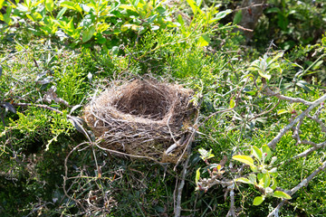 Wall Mural - Bird Nest in tree branch empty