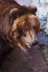 Wall Mural - Look half-turned - a big face. Huge powerful brown bear close-up, strong beast on a stone background,