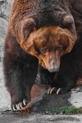 Wall Mural - Muzzle wide close up, huge mug of an animal. Huge powerful brown bear close-up, strong beast on a stone background,