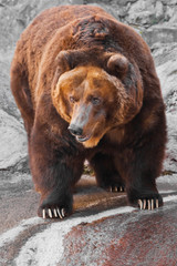 Wall Mural - the bear is entirely, the body of the bear is powerful against the background of stones; the bear is approaching.