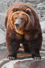 Wall Mural - the bear is entirely, the body of the bear is powerful against the background of stones; the bear is approaching.