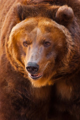 Wall Mural - Muzzle. A portrait of a huge bear in the whole frame, the beast is huge and illuminated by the sun. Huge powerful brown bear