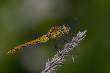 Wall Mural - A dragonfly Ruddy Darter, sympetrum sanquineum – sitting on a dry plant stem.