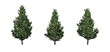 Set of Christmas Scotch Pine trees - isolated on a white background