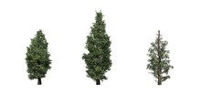 Set Of Eastern Red Cedar Trees - Isolated On A White Background