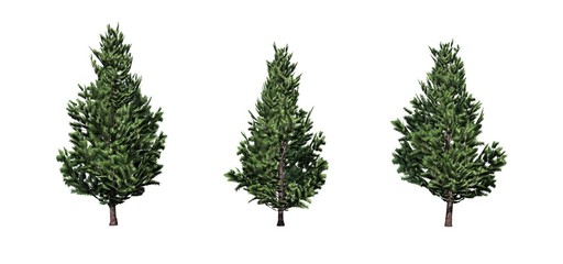 Set of Christmas Scotch Pine trees - isolated on a white background