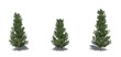 © sabida - Set of Fraser Fir trees with shadow on the floor - isolated on a white background