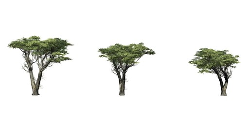 Set of Monterey Cypress trees - isolated on a white background