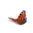 Schmetterling 557