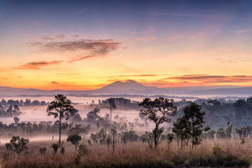 Wall Mural - beautiful sunrise landscape of forest , pine tree , mountain in a misty morning at thung salaeng lua